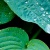 Pucuk Daun